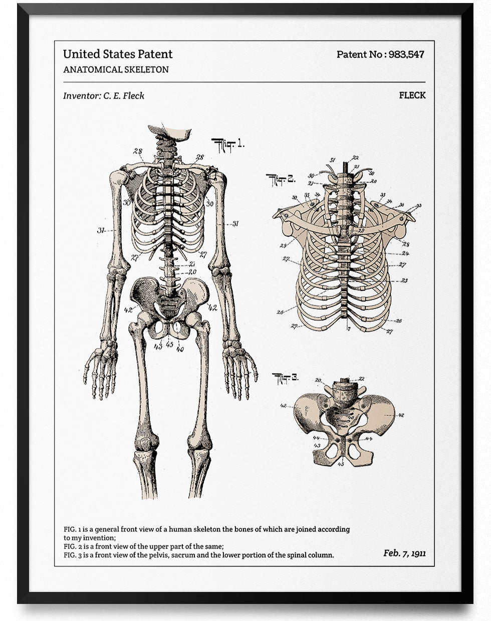 Affiche de brevet - Squelette anatomique